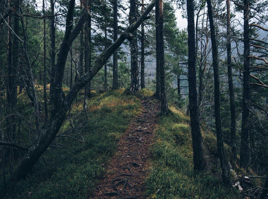 Step-by-Step: How to Find and Download the Official File